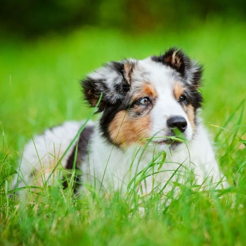 5 powodów, dla których pies je trawę