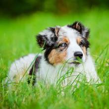 5 powodów, dla których pies je trawę