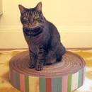 Jak zrobić matę dla kota z kartonu?