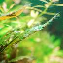 Jak nie dopuścić do rozwoju glonów w akwarium?