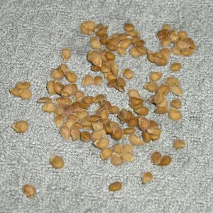 Zbieranie nasion pomidorów – krok czwarty