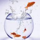 Wymiana wody w akwarium krok po kroku