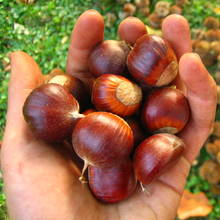 Zabawne grzybki z kasztanów i żołędzi