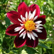 Co trzeba wiedzieć o nawożeniu roślin?