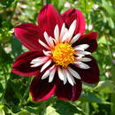 Co trzeba wiedzieć o nawożeniu roślin?