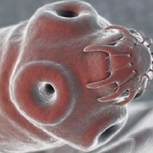 Tasiemiec uzbrojony i nieuzbrojony