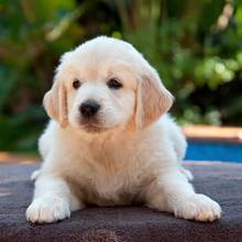 Jak przywitać szczeniaka w nowym domu?