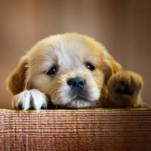 Jedzenie w nowym domu