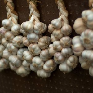 Jak przechowywać cebulę i czosnek?