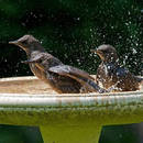 Jak zrobić ładne poidełko dla ptaków?