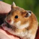 Zasady poprawnej opieki nad chomikiem