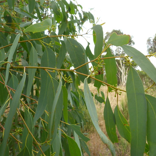 Domowe krople eukaliptusowe na paradontozę