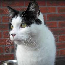 Jak ustalić, ile lat ma kot?