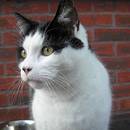 Jak ustalić, ile lat ma kot?