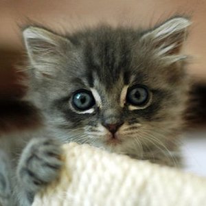 O czym świadczy wielkość kota?