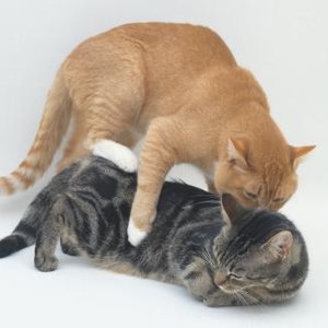 Dojrzałość płciowa