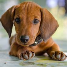 W jaki sposób zostać groomerem?