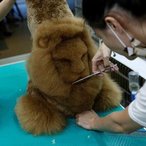 Miłość do zwierząt