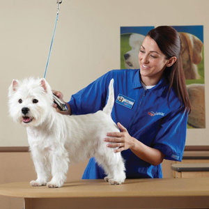 Relacje z właścicielem