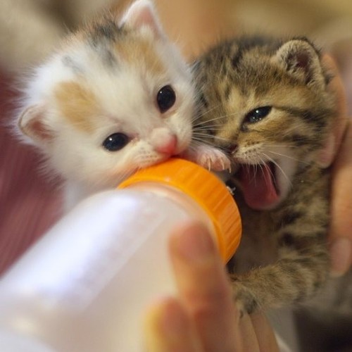 Jak poprawnie karmić małe kotki?