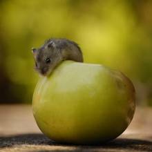 Jak przygotować jabłkowe przekąski dla chomika?