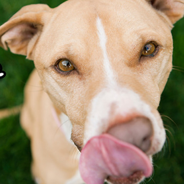 Pies zjada odchody – co robić?