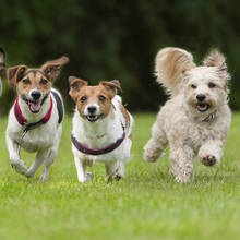 W jaki sposób pielęgnować psa?