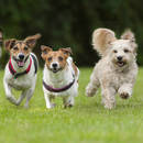 W jaki sposób pielęgnować psa?