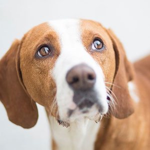 Czyszczenie uszu psa