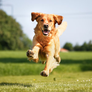 Obcinanie pazurów psa