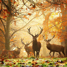 Jak wykonać piękne jesienne zdjęcia?