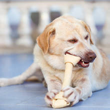 Jakie kości wybierać dla psa?