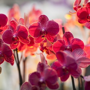 Podstawowe zasady przesadzania orchidei