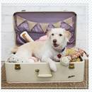 Legowisko dla psa – jak je zrobić?