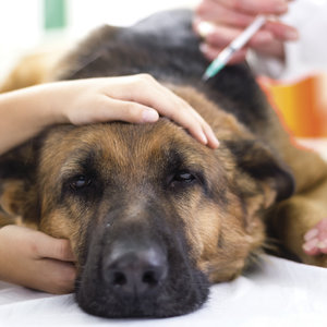 Szczepienie przeciwko wściekliźnie