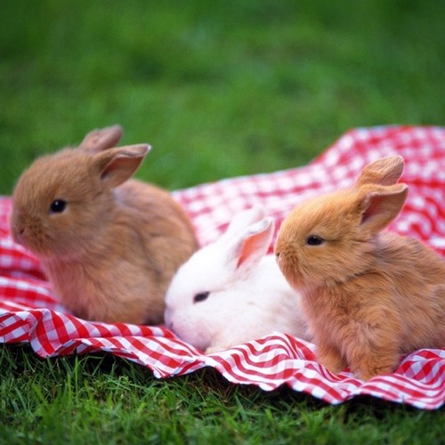 Jak opiekować się królikiem miniaturką?