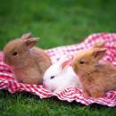 Jak opiekować się królikiem miniaturką?