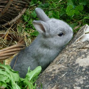 Aklimatyzacja królika