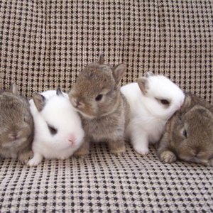 Klatka dla miniaturki