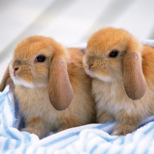 Kastrowanie królika