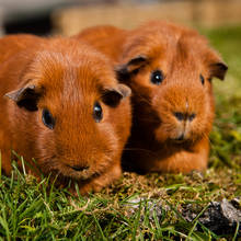 Chlebowy przysmak dla świnki morskiej – jak go zrobić?