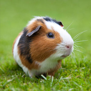 Czego będziesz potrzebował?