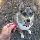 Używanie klikera – podstawowe zasady