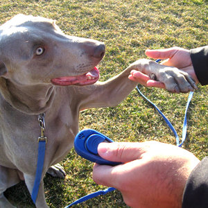 Przygotowanie do szkolenia