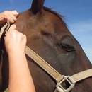 Jak założyć koniowi ogłowie?