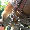 Czyszczenie i konserwacja ogłowia – podstawowe zasady