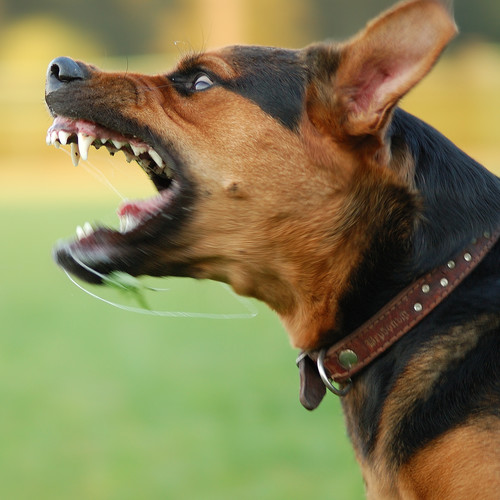 Jak bronić się przed agresywnym psem?
