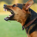 Jak bronić się przed agresywnym psem?