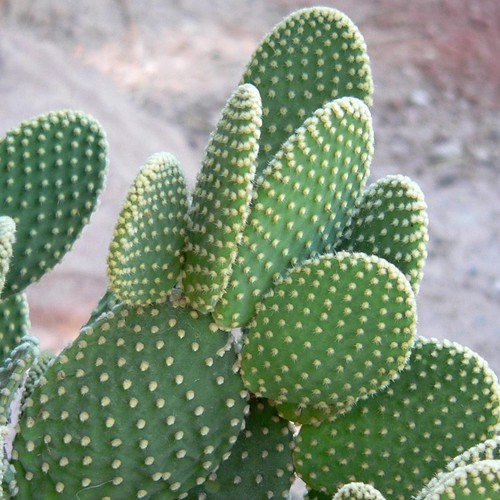 Jak poprawnie przesadzić kaktusa?