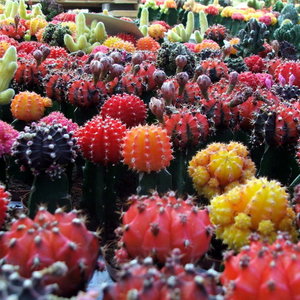 Przygotowanie nowej doniczki